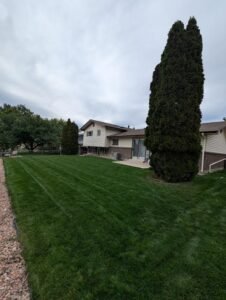 Kentucky Blue Dark Lawn